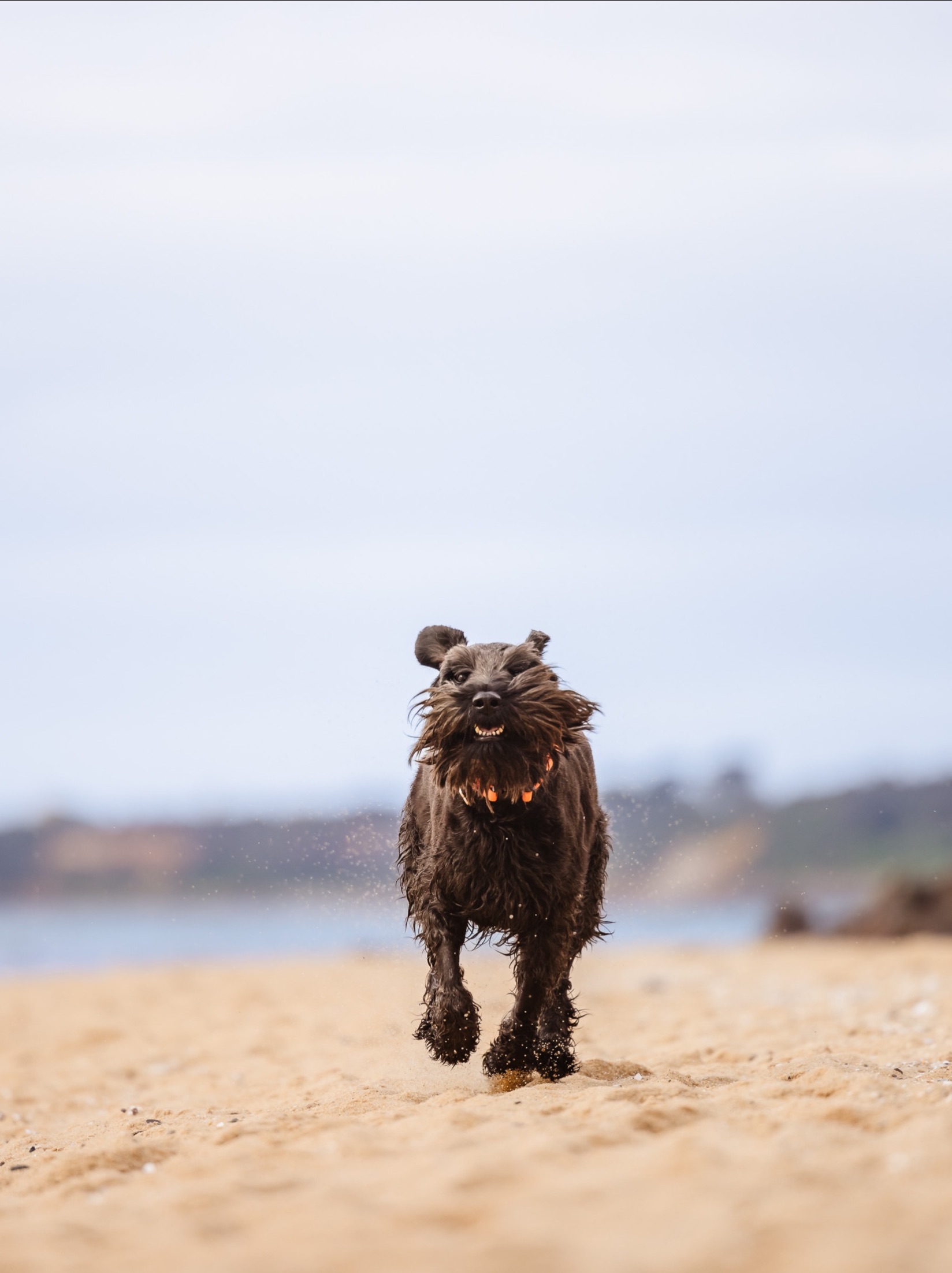 Schnauzer running towards us