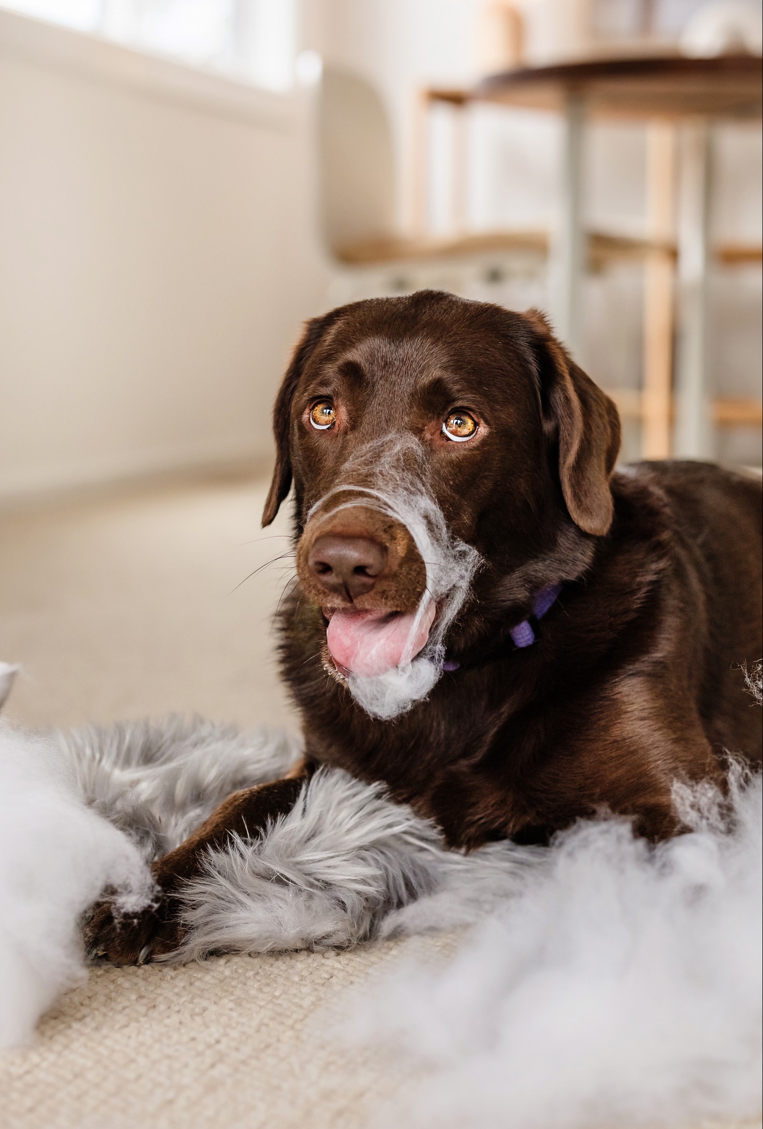 A cheeky Labrador chews up a cushion