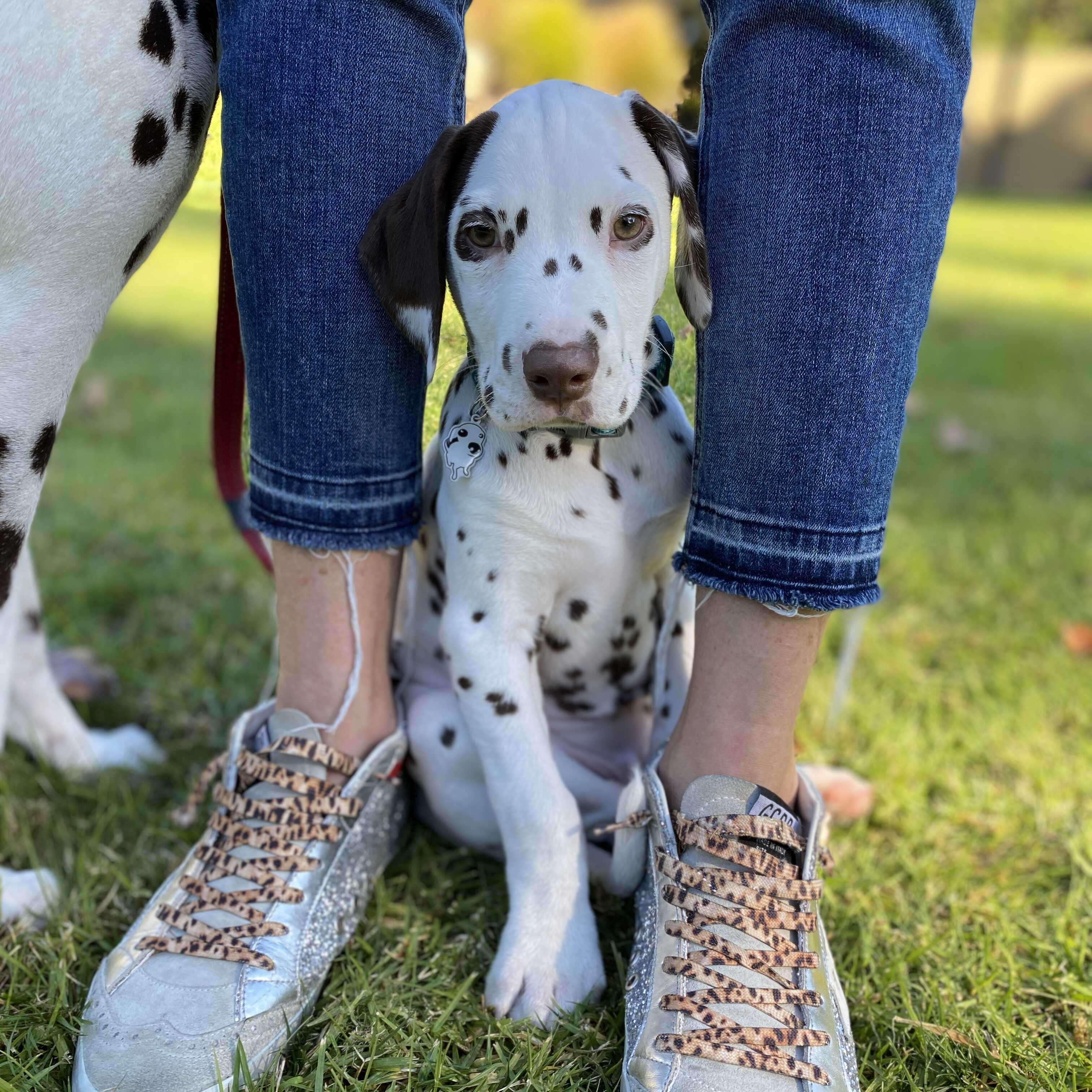 A Dalmatian puppy sits between his owners feet