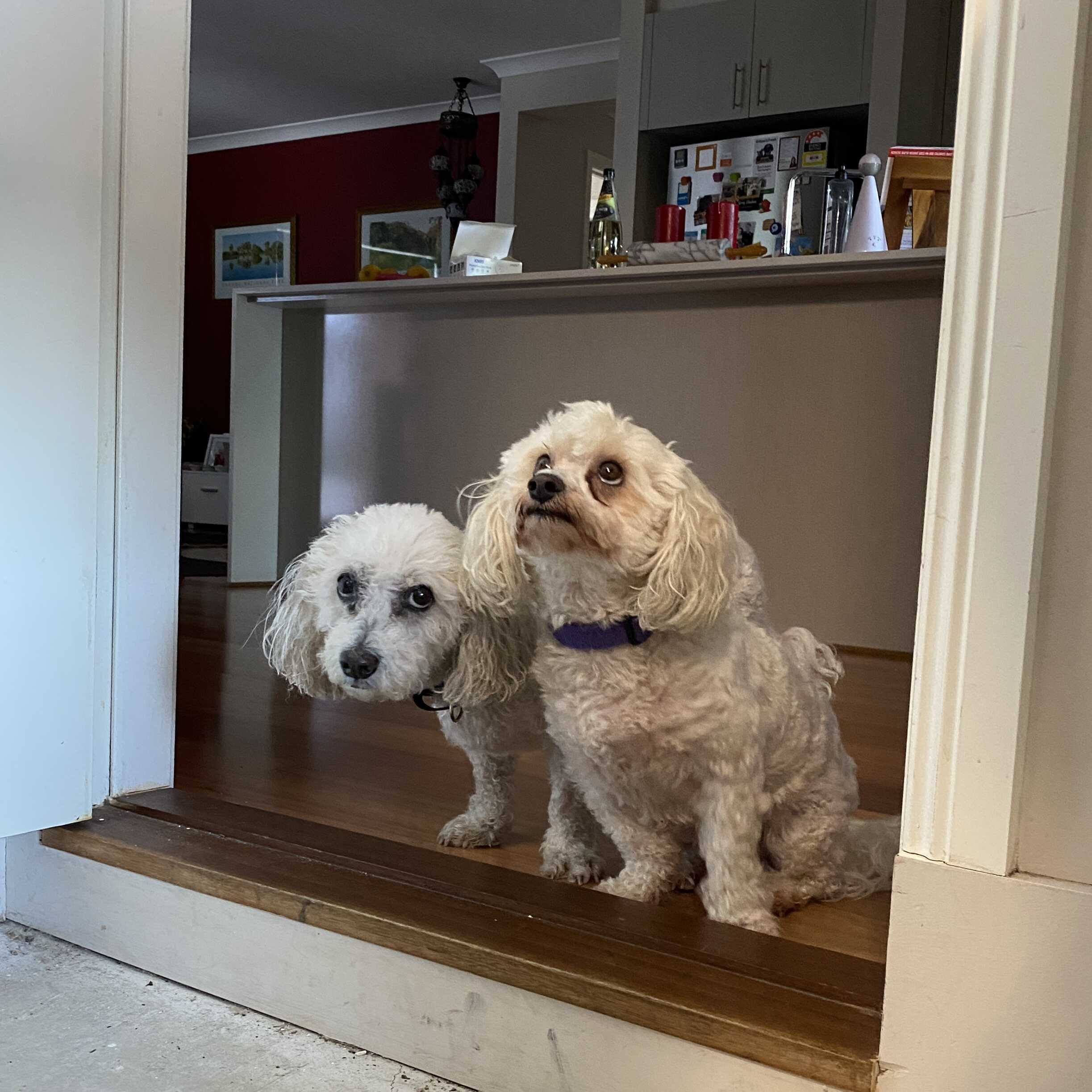 Billy and Jasper the Bichon Frise